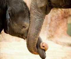 elefant mor og barn